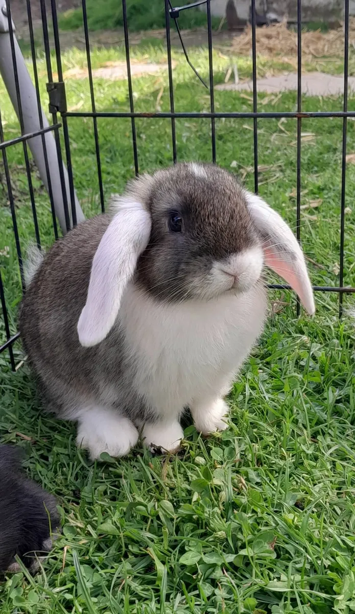 Mini lop_ earred rabbits - Image 2