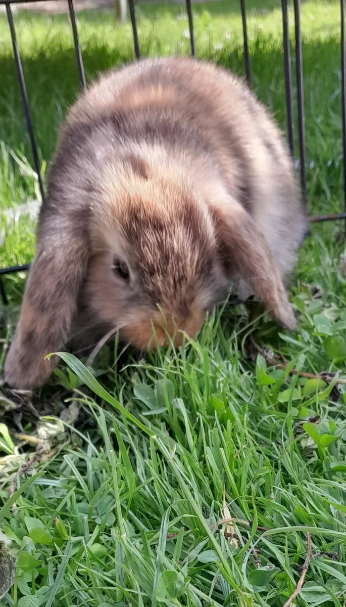 Mini lop_ earred rabbits - Image 4