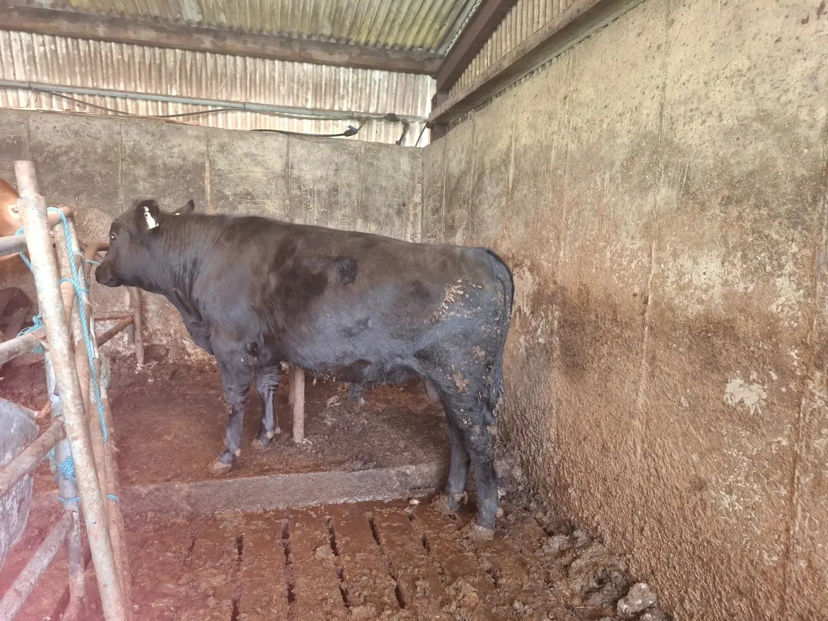 Pure bred poly bull - Image 2