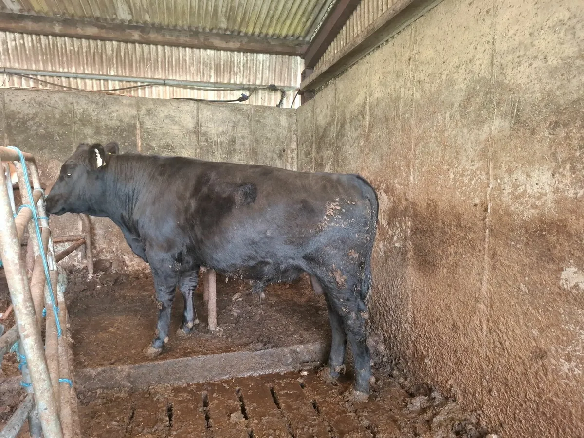 Pure bred poly bull - Image 3