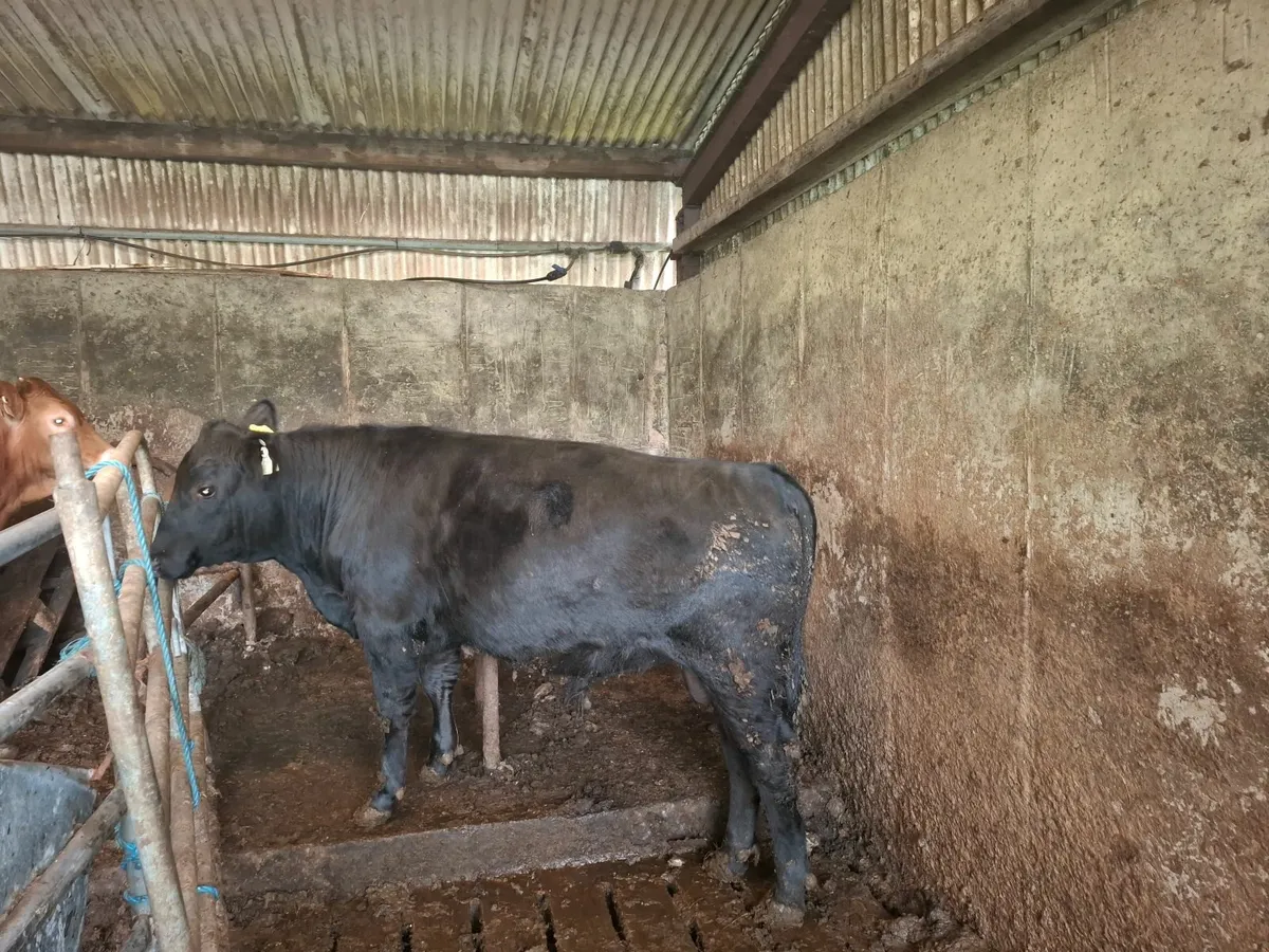 Pure bred poly bull - Image 4