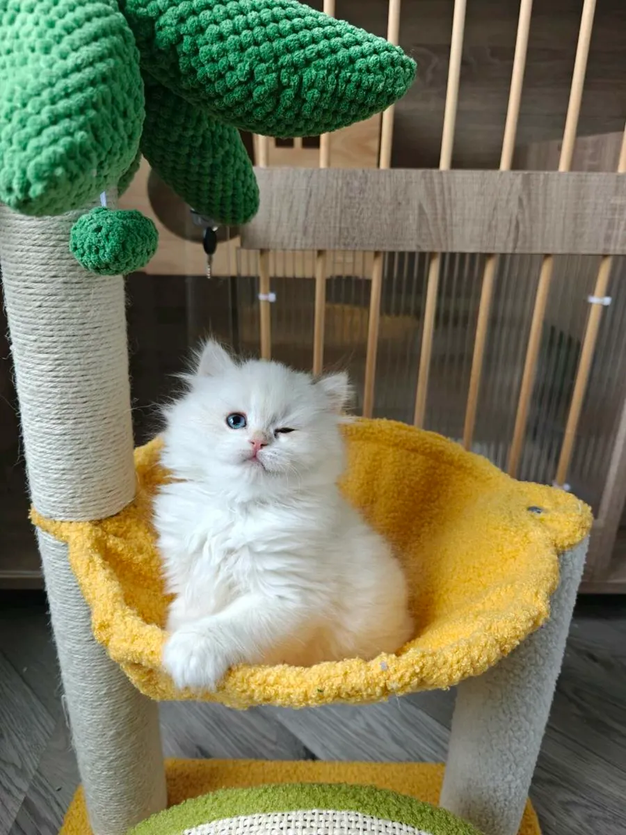 British Longhair kitten - Image 2