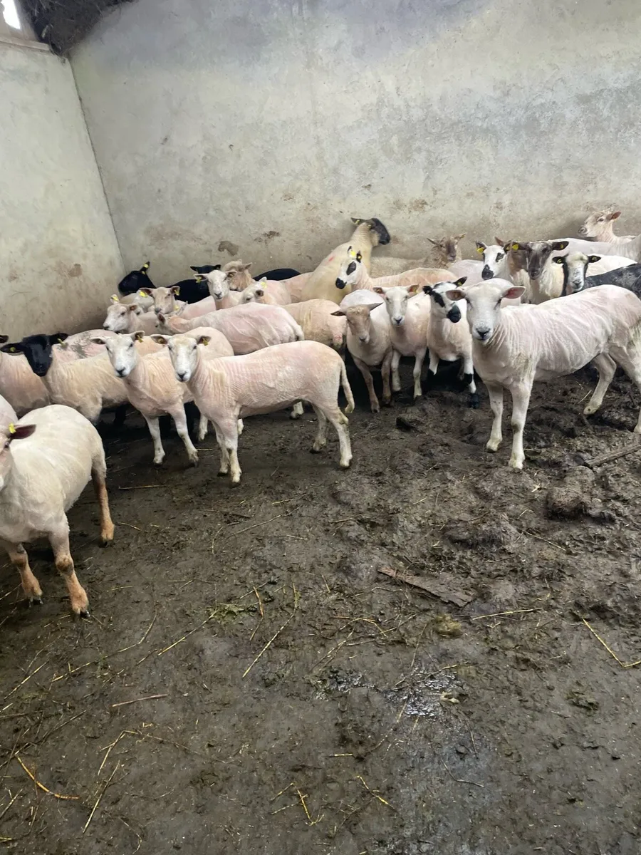 Ewe hoggets - Image 1