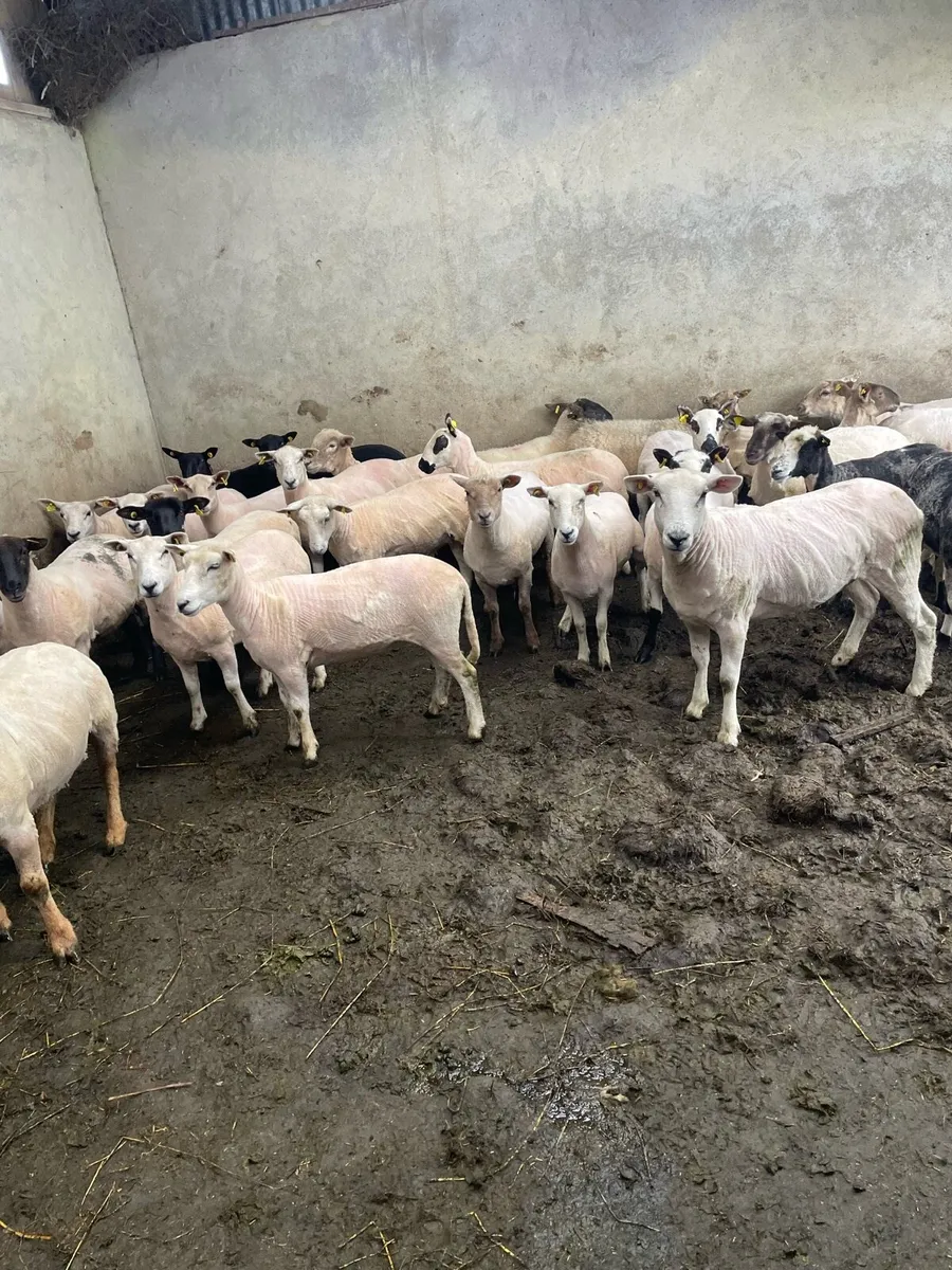 Ewe hoggets - Image 2