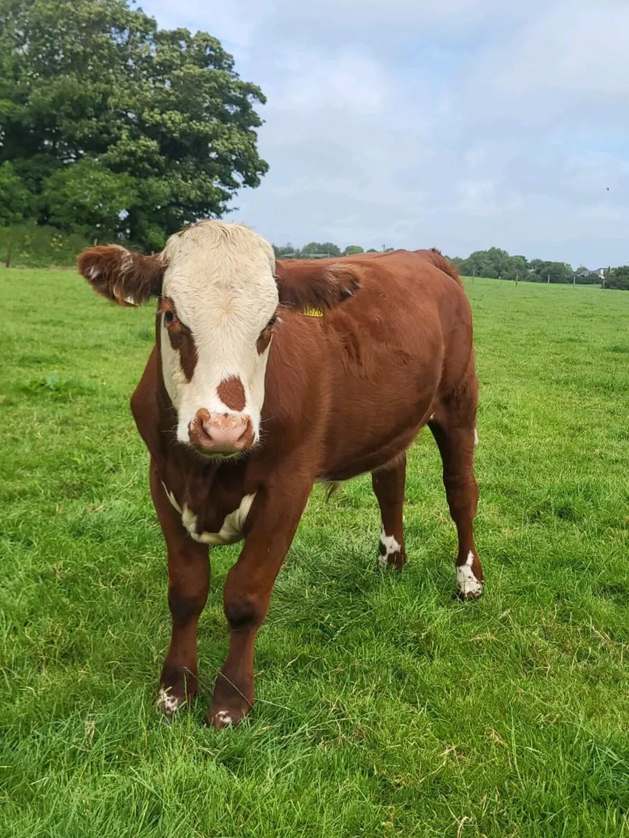 Hex bullocks - Image 1
