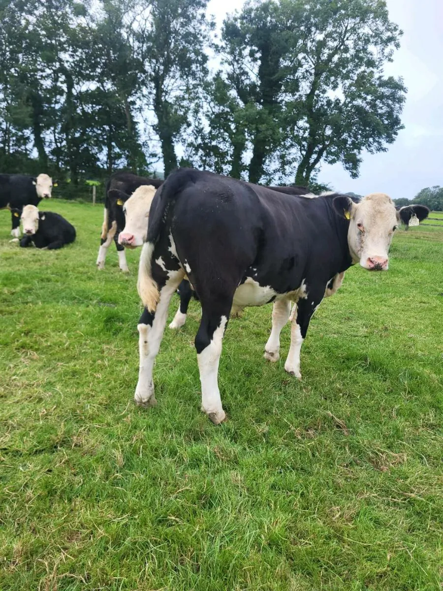 Hex bullocks - Image 2