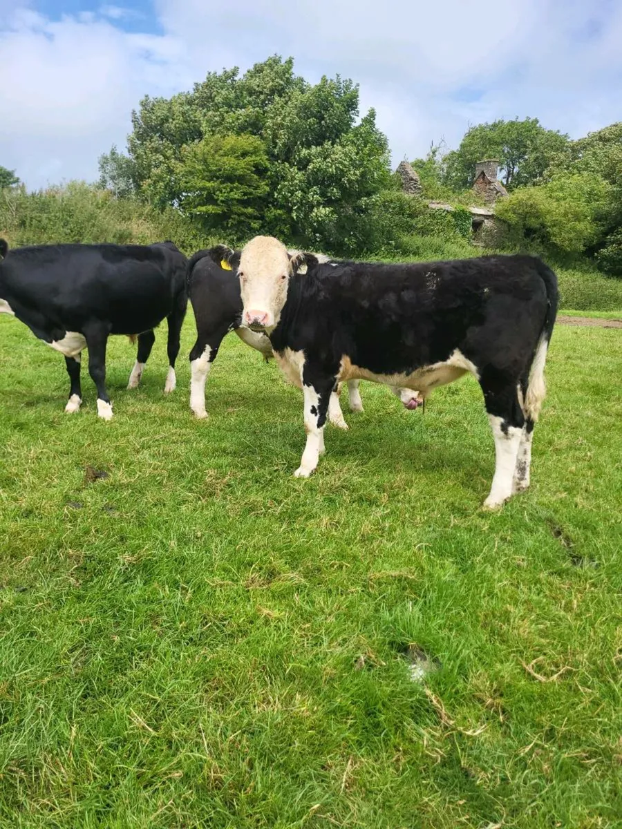 Hex bullocks - Image 3