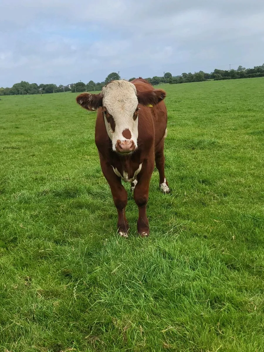 Hex bullocks - Image 4