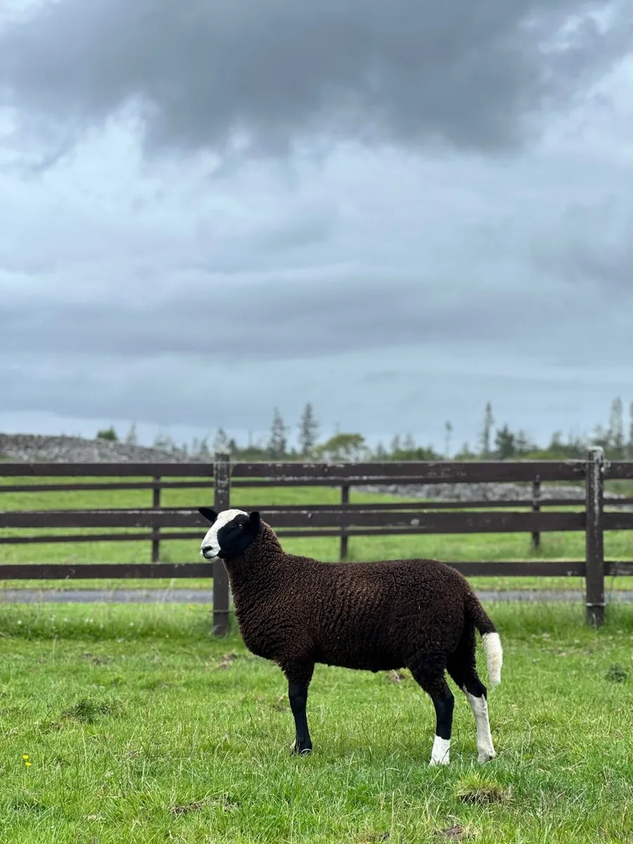 Zwartble Ram Lamb - Image 1