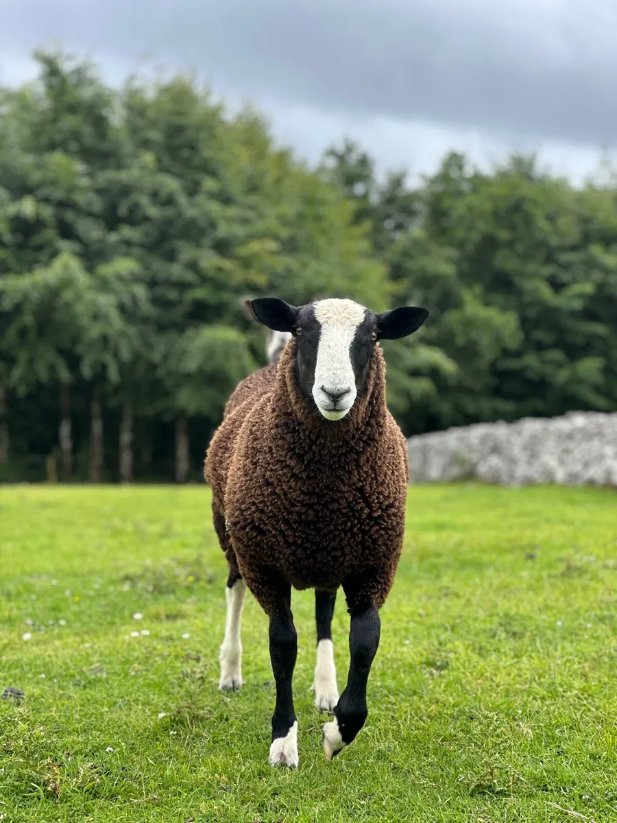 Zwartble Ram Lamb - Image 2