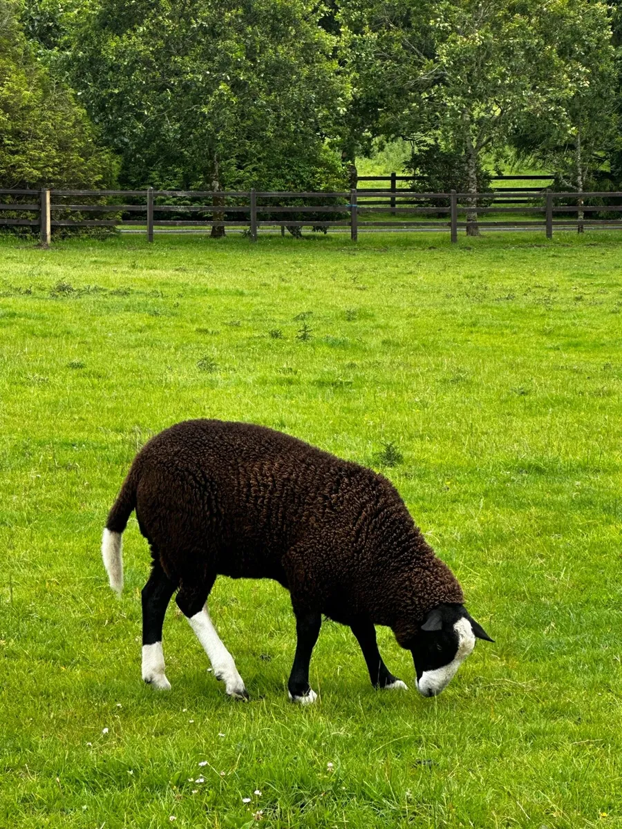Zwartble Ram Lamb - Image 3