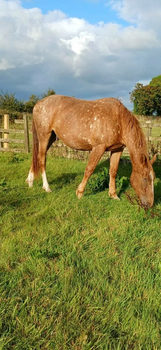 Horse - Image 1