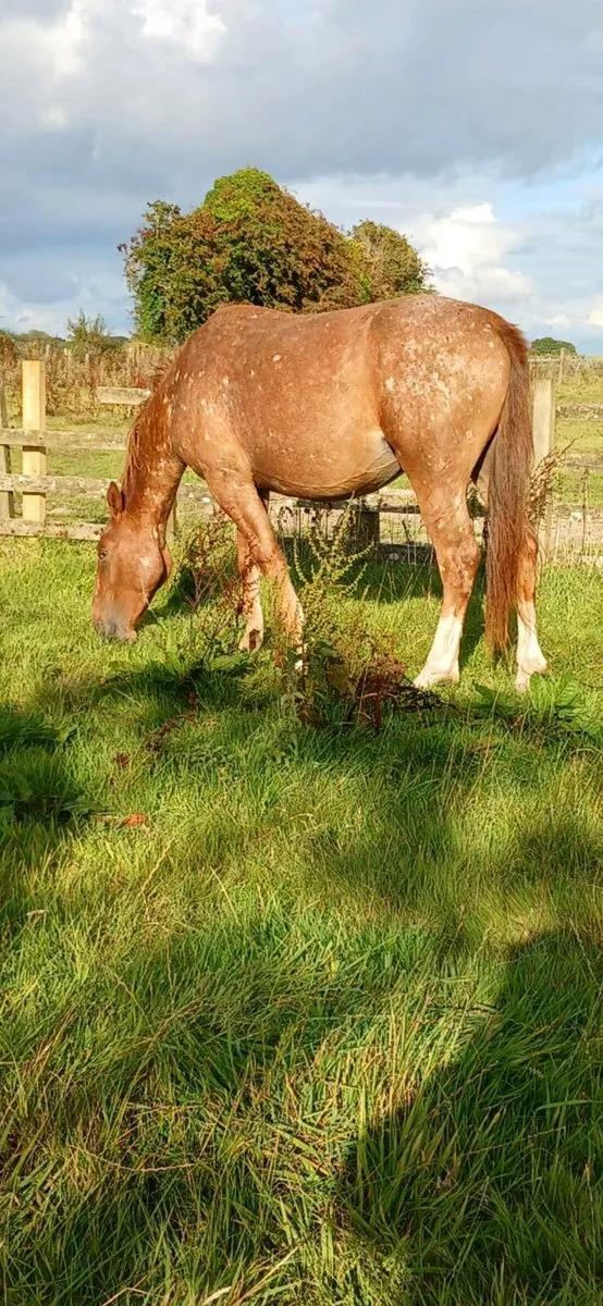 Horse - Image 2