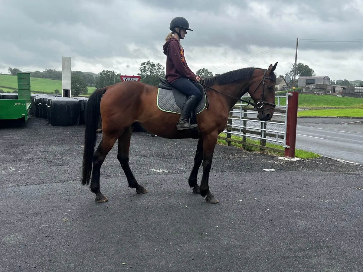 Horse - Image 3