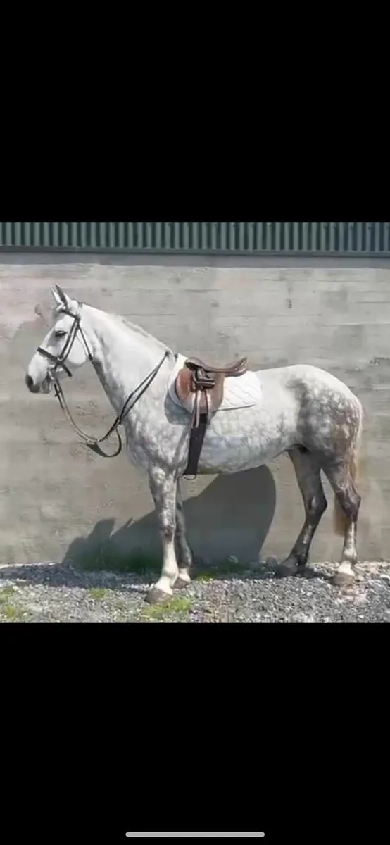 Class 1 Irish Draught Mare - Image 1