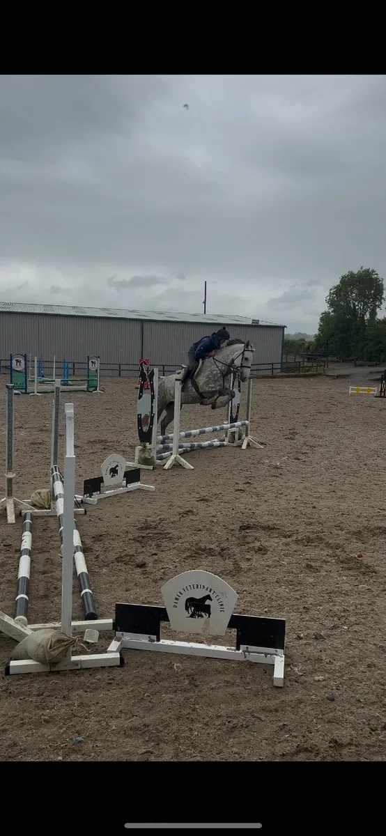 Class 1 Irish Draught Mare - Image 3