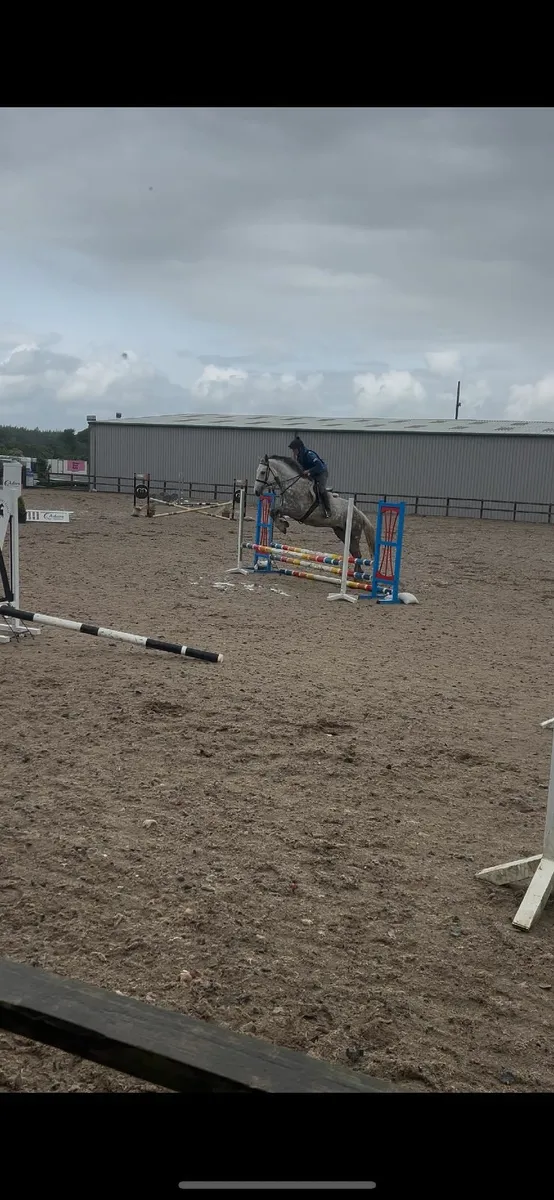 Class 1 Irish Draught Mare - Image 4