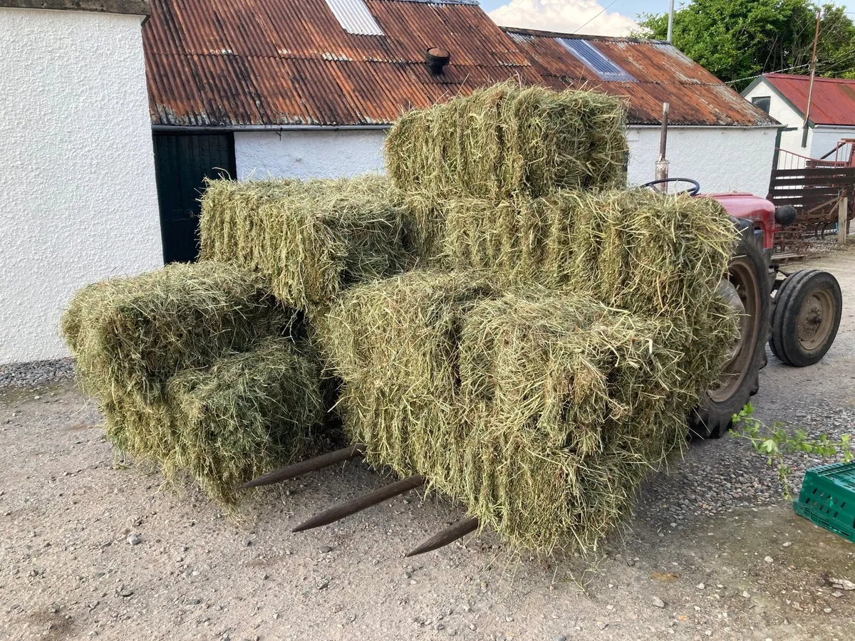 Hay - Image 2