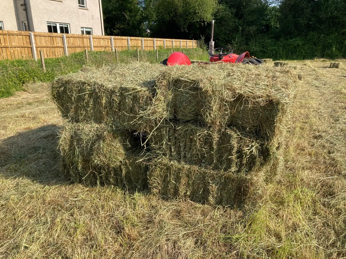 Hay - Image 3