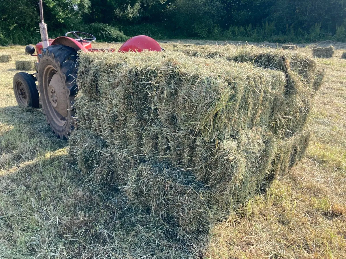 Hay - Image 1