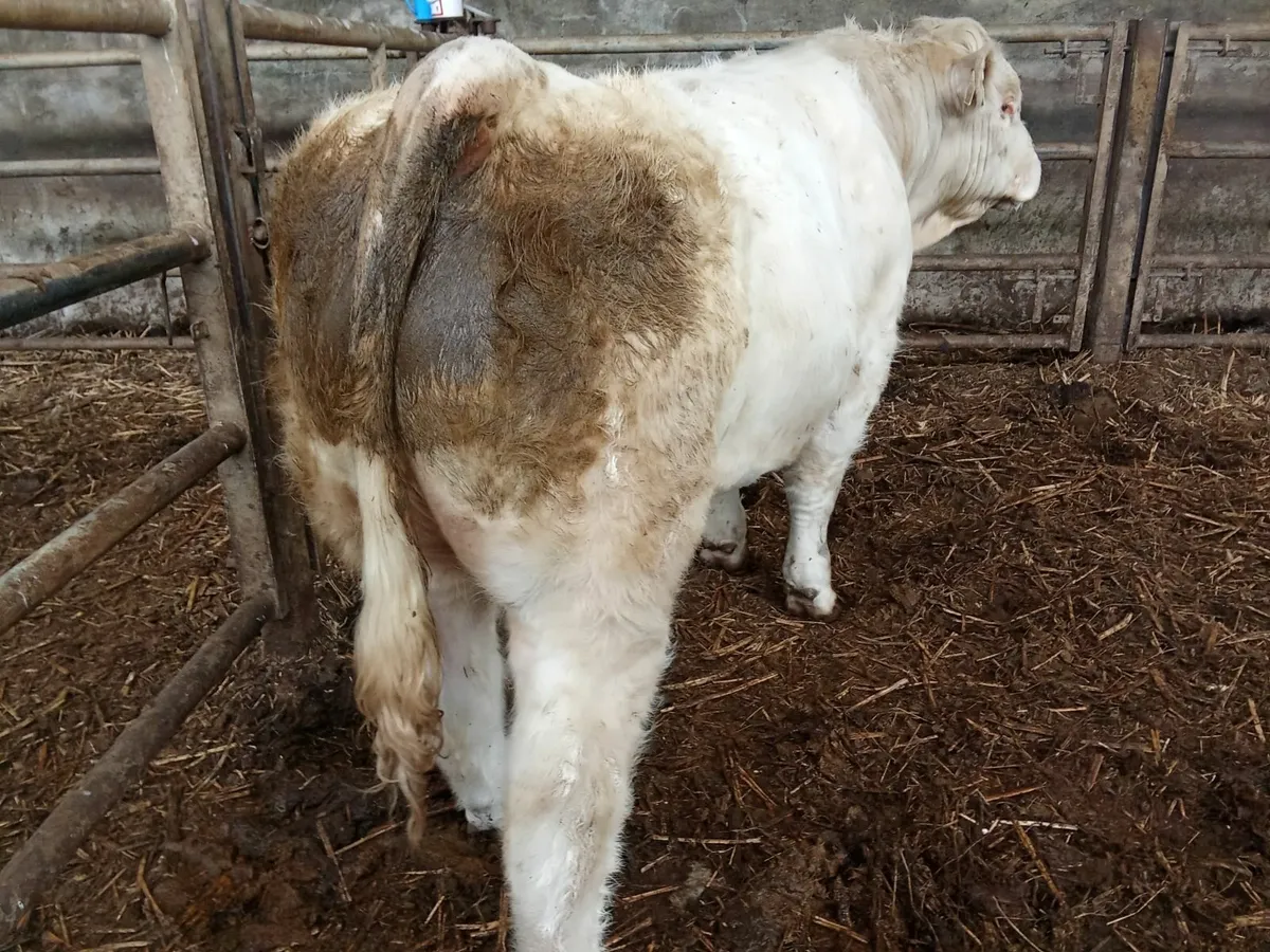 Charolais Bulls Elphin Mart - Image 4