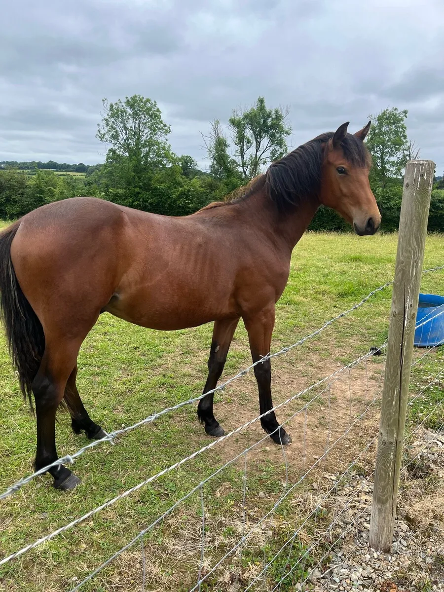 Horse - Image 1