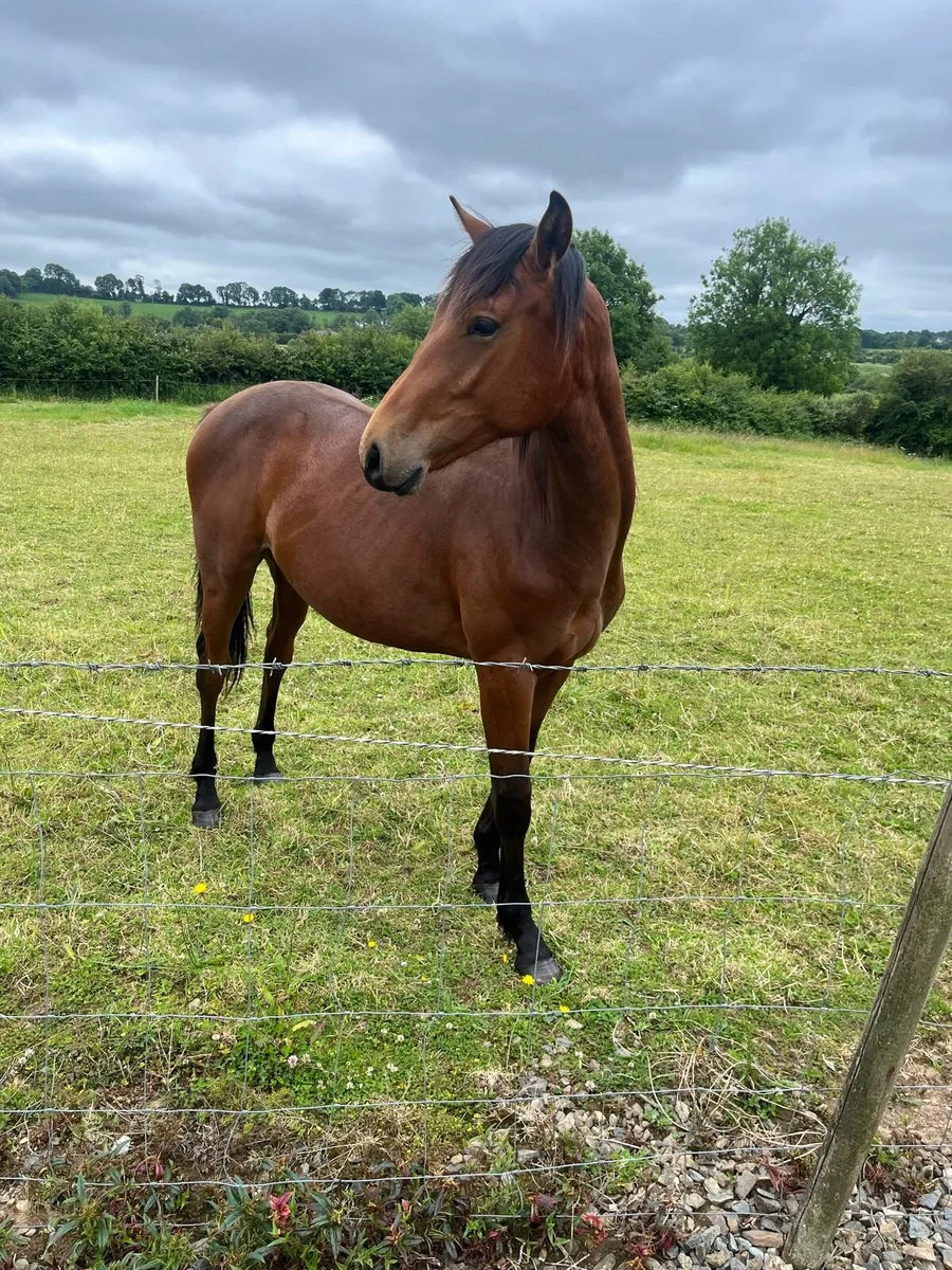 Horse - Image 2