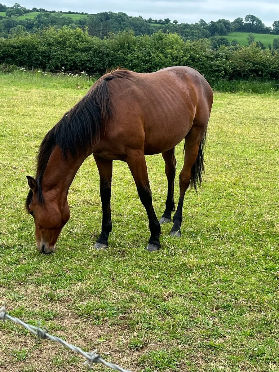 Horse - Image 3