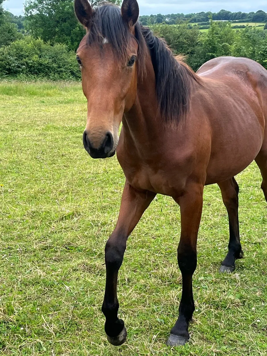 Horse - Image 4
