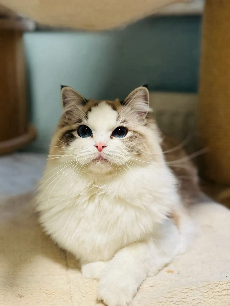 Ragdoll