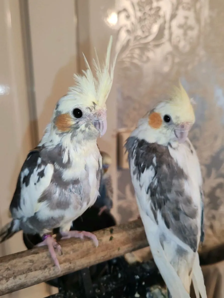 Baby Hand reared cockatiels and budgies - Image 2