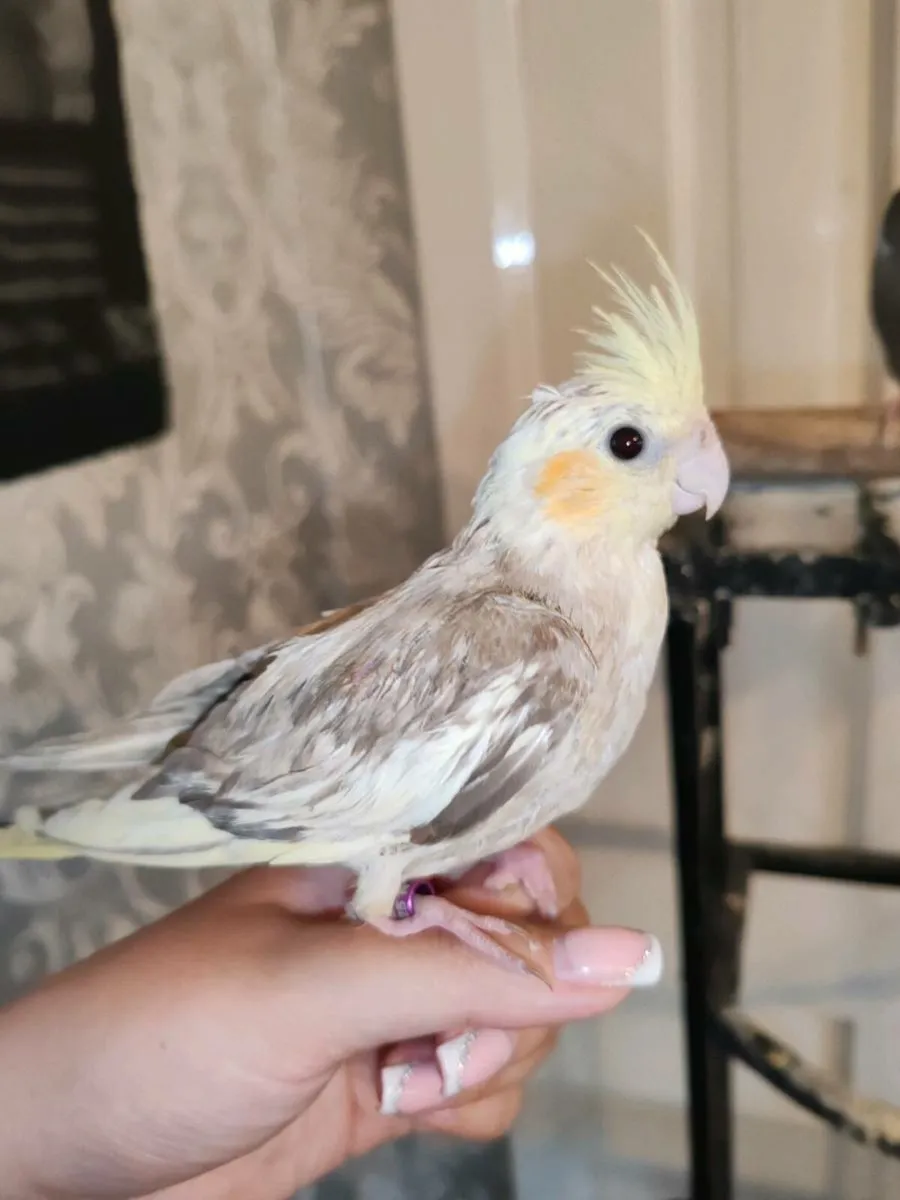 Baby Hand reared cockatiels and budgies - Image 3