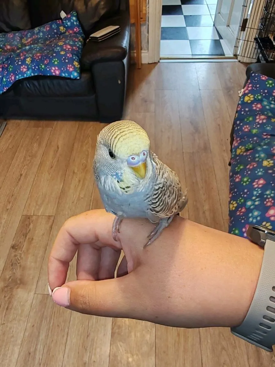 Baby Hand reared cockatiels and budgies - Image 4