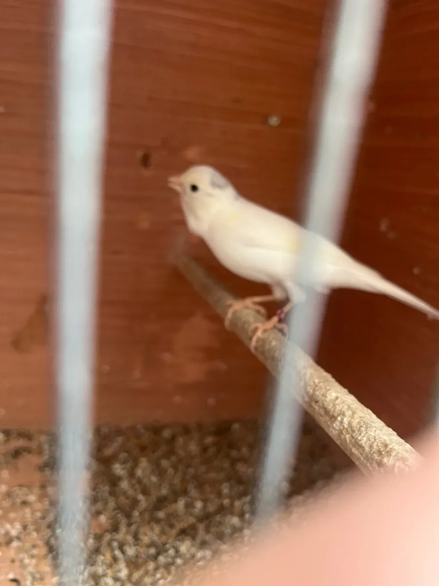 Canaries
