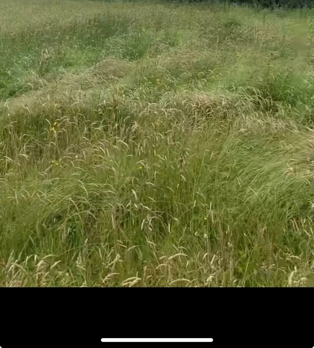 Hay / Silage to be cut.
