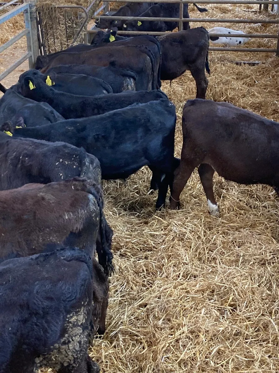 AA bull’s. - Image 2