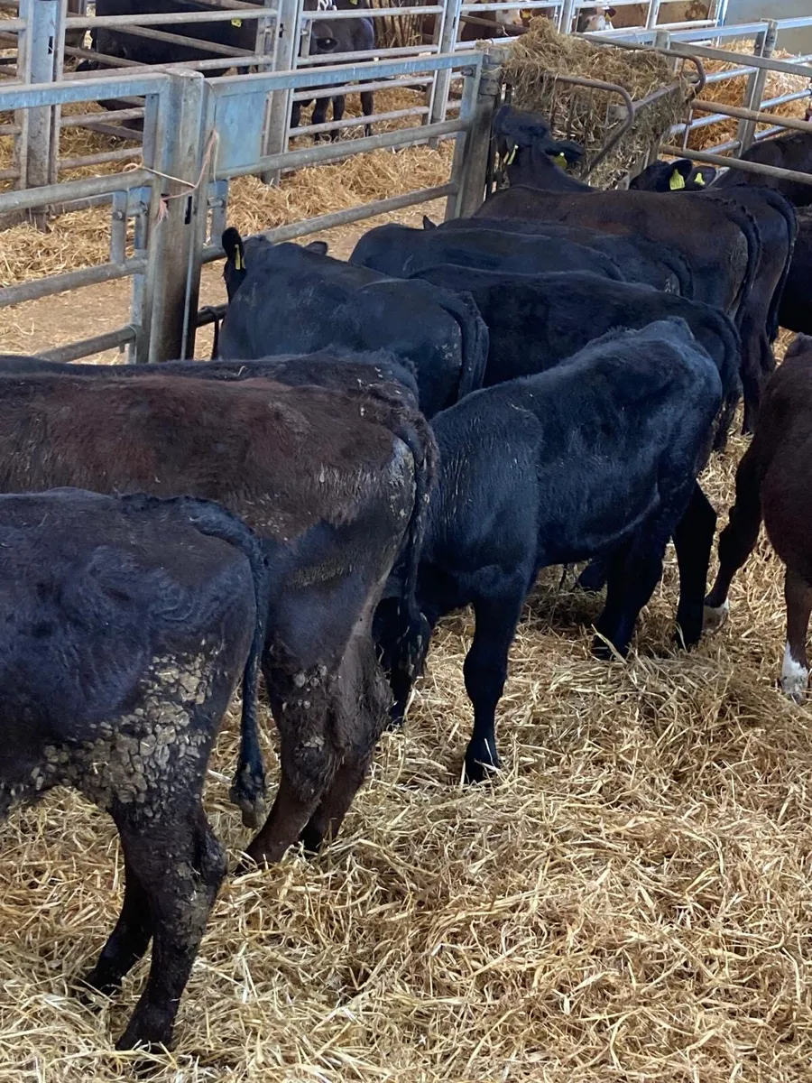 AA bull’s. - Image 3