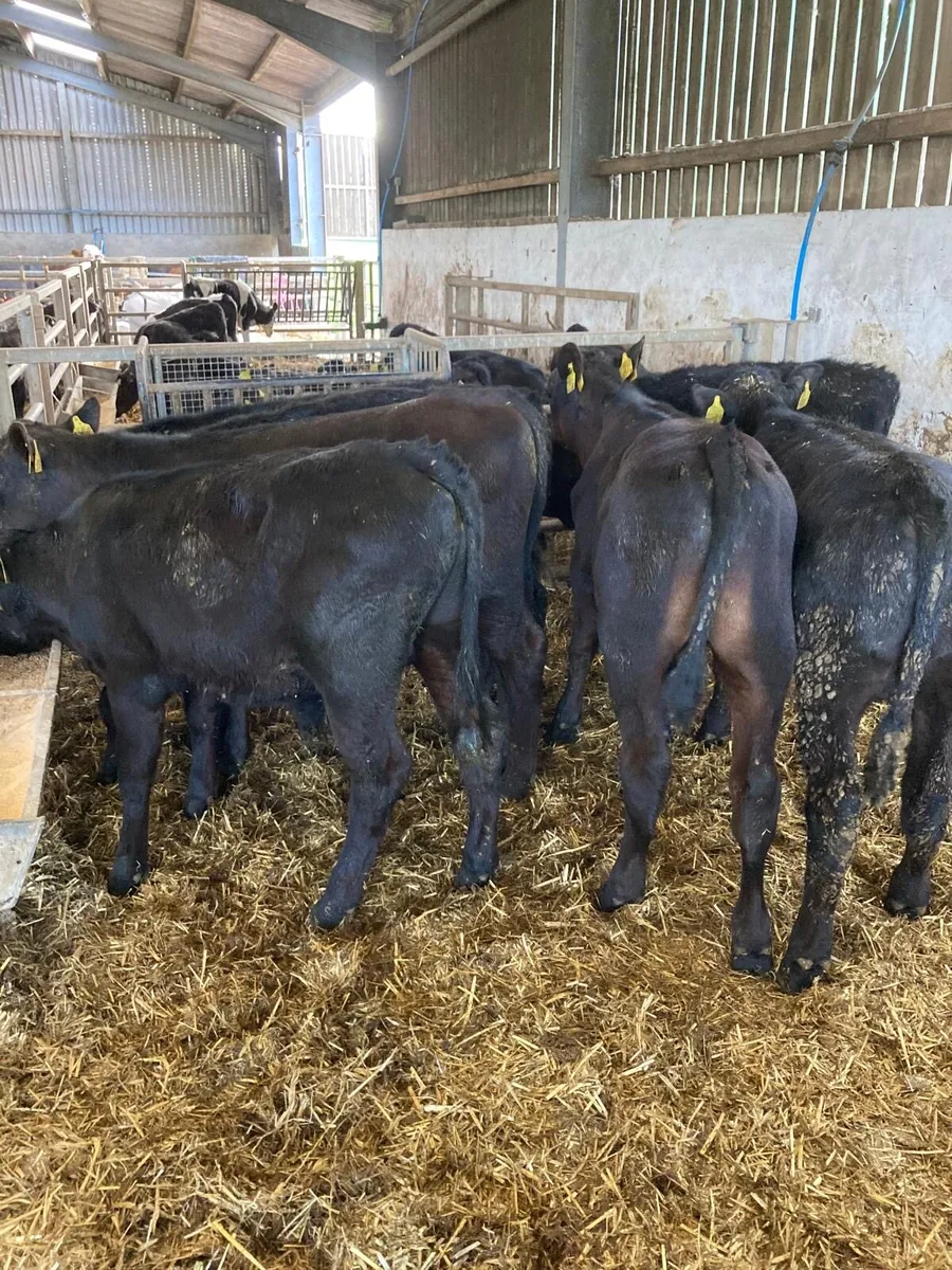 AA bull’s. - Image 4