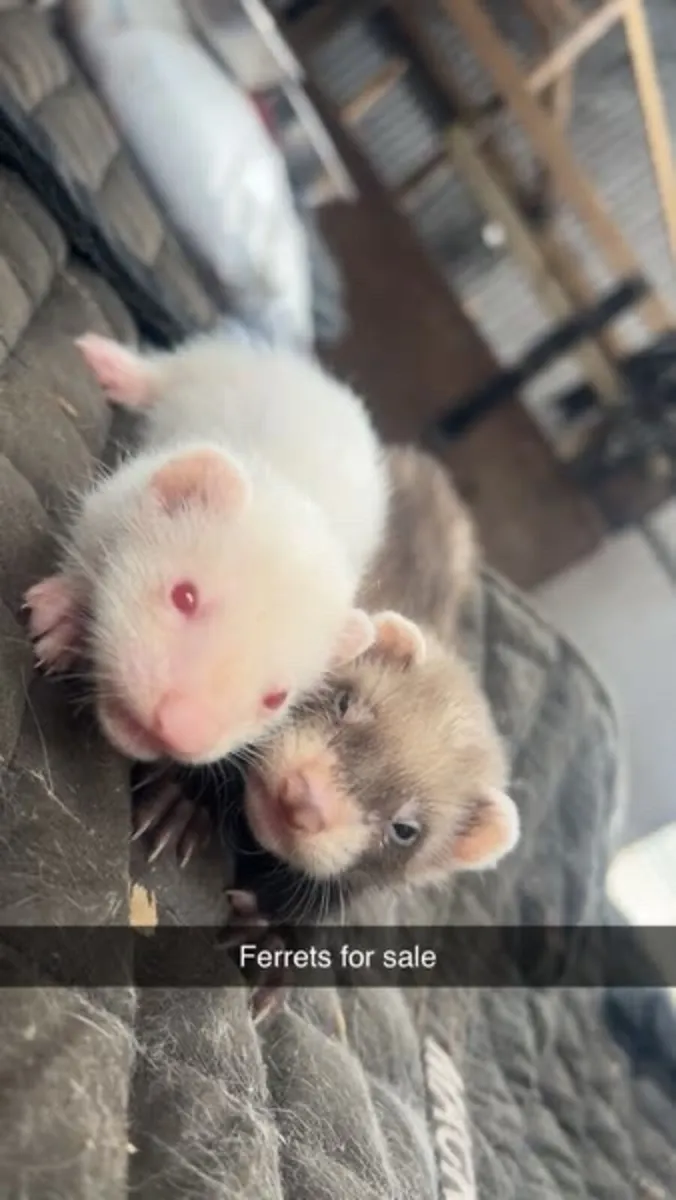 Ferrets for sale
