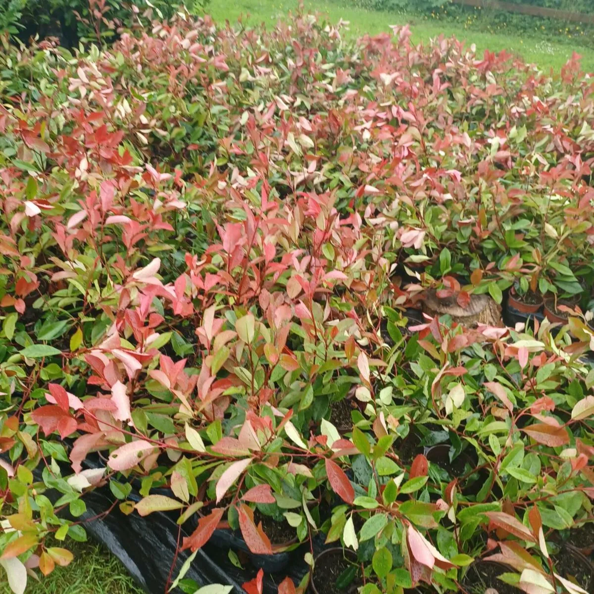 Hedging - Image 2