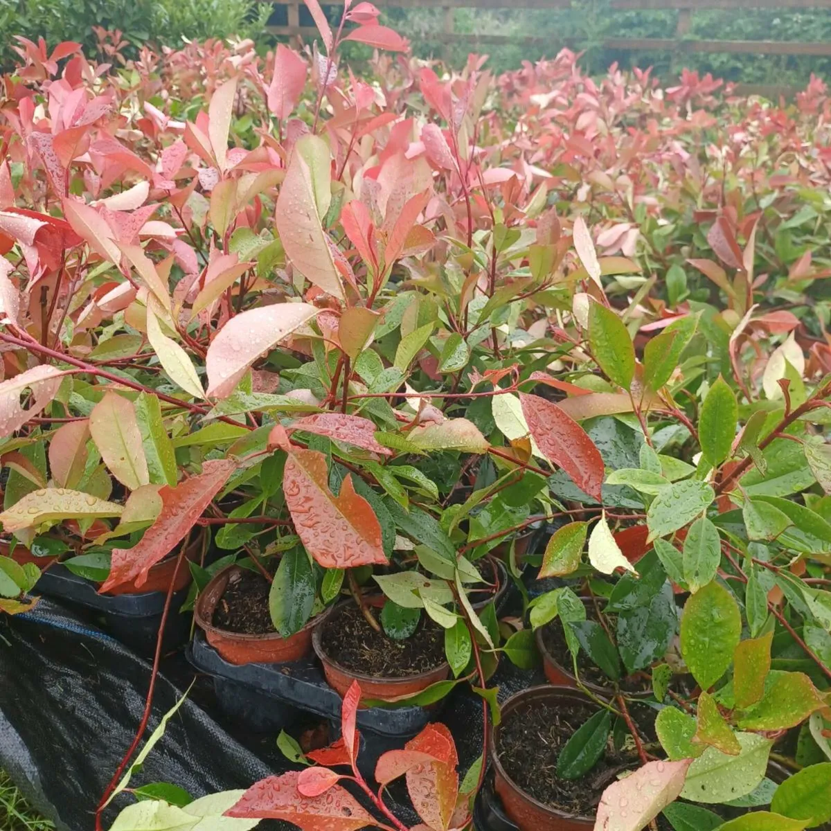 Hedging - Image 3
