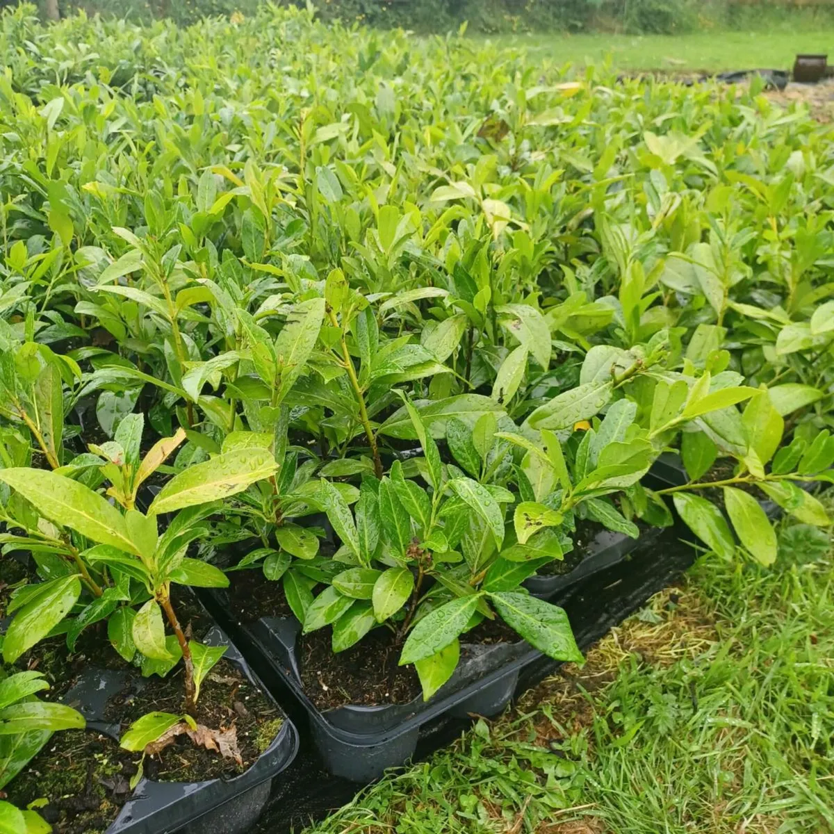 Hedging - Image 4