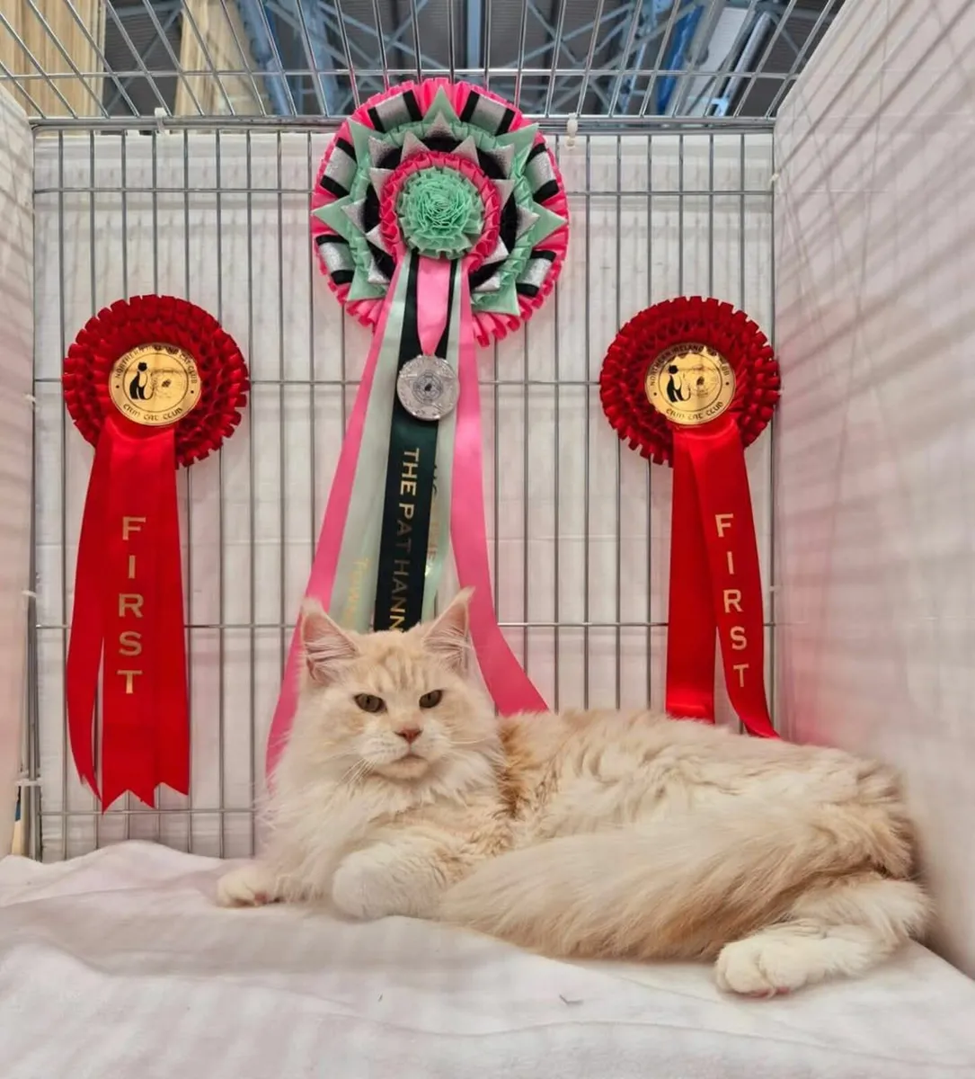 Maine coon female - Image 1