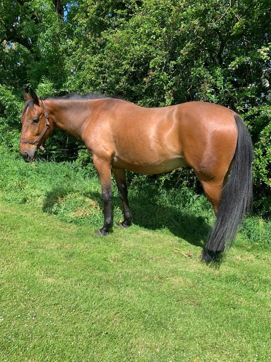Horse - Image 4