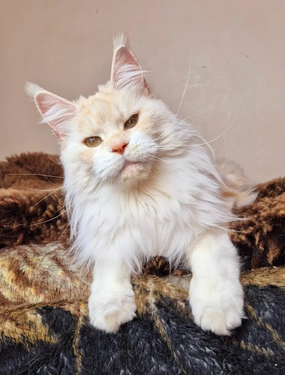Maine coon female - Image 2