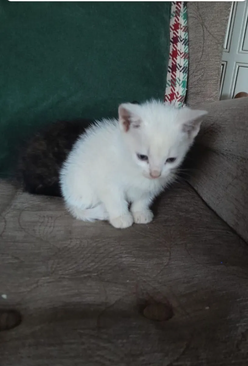 Kittens - Image 1