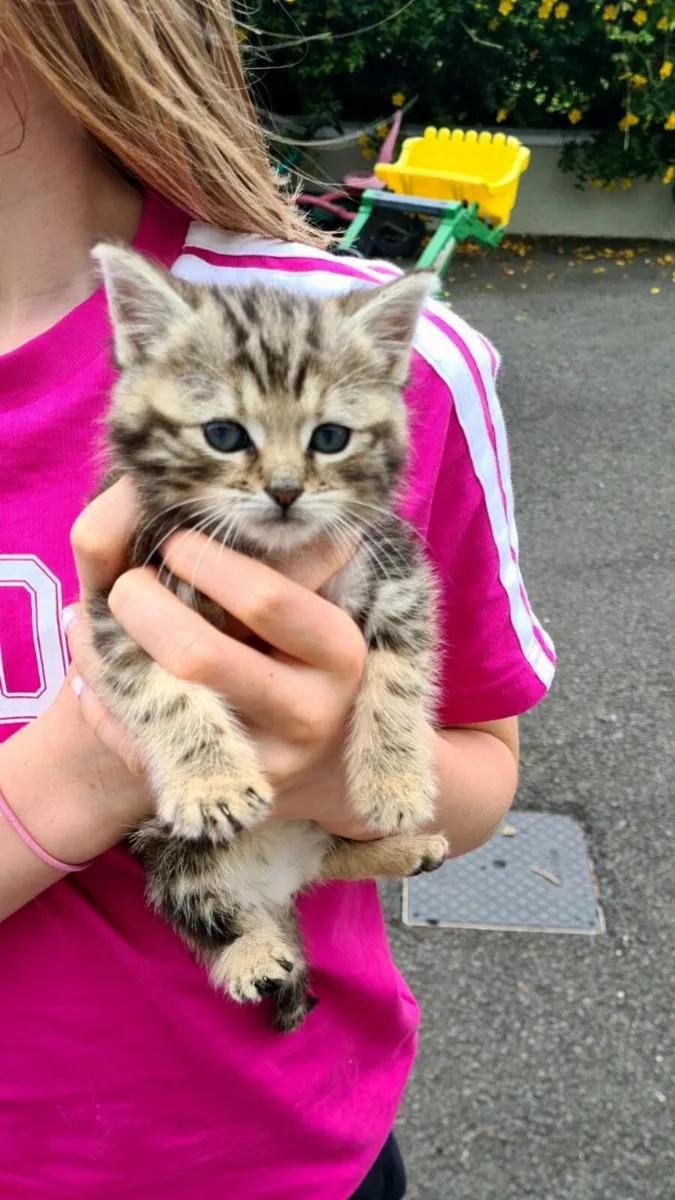 Kittens - Image 2