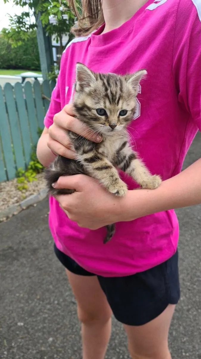 Kittens - Image 3