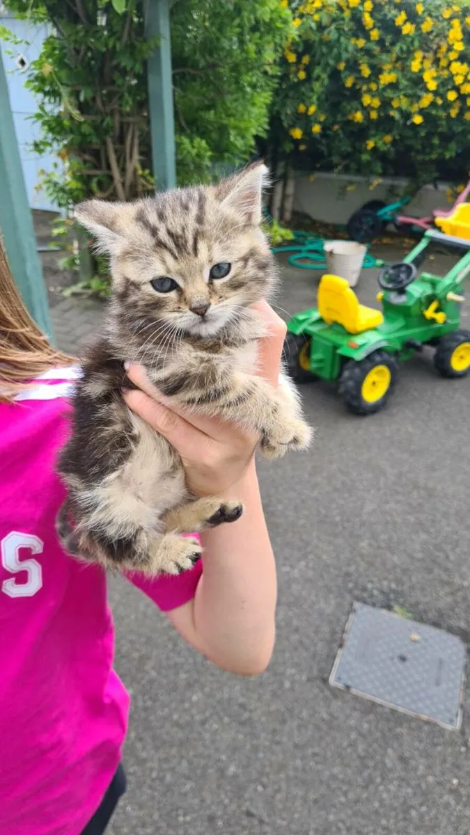 Kittens - Image 4