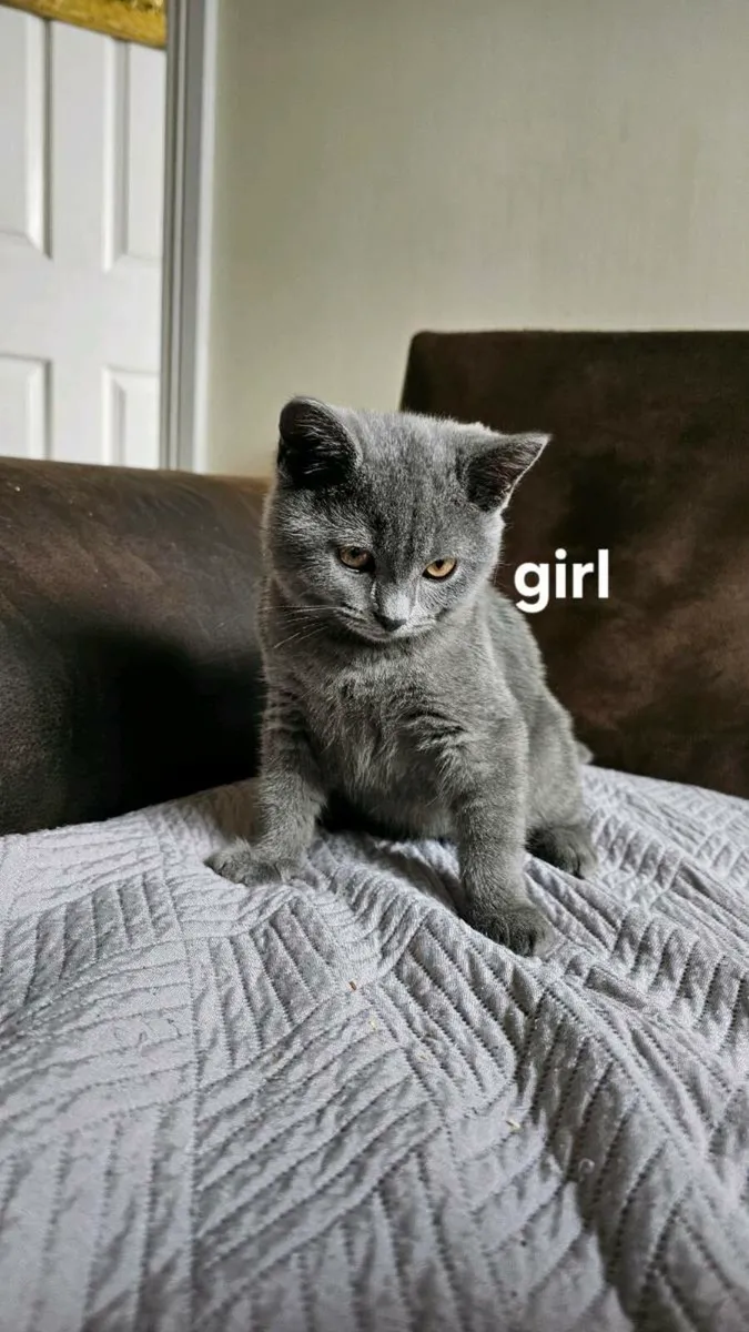 British kittens - Image 1